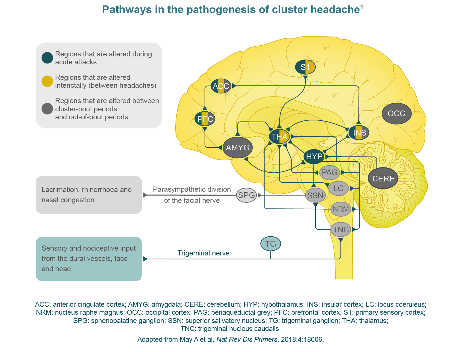 Pathways in the pathogenesis of cluster headache